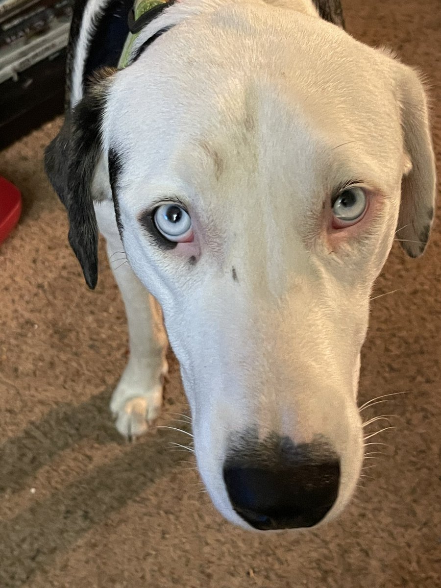 GolfingNewsPro's tweet photo. CHARLIE BLUE EYES!

6BzkrKca7fYxeWDvNirQxDzXgVT4si7BptR3axTUpump https://t.co/jdILepuJeK