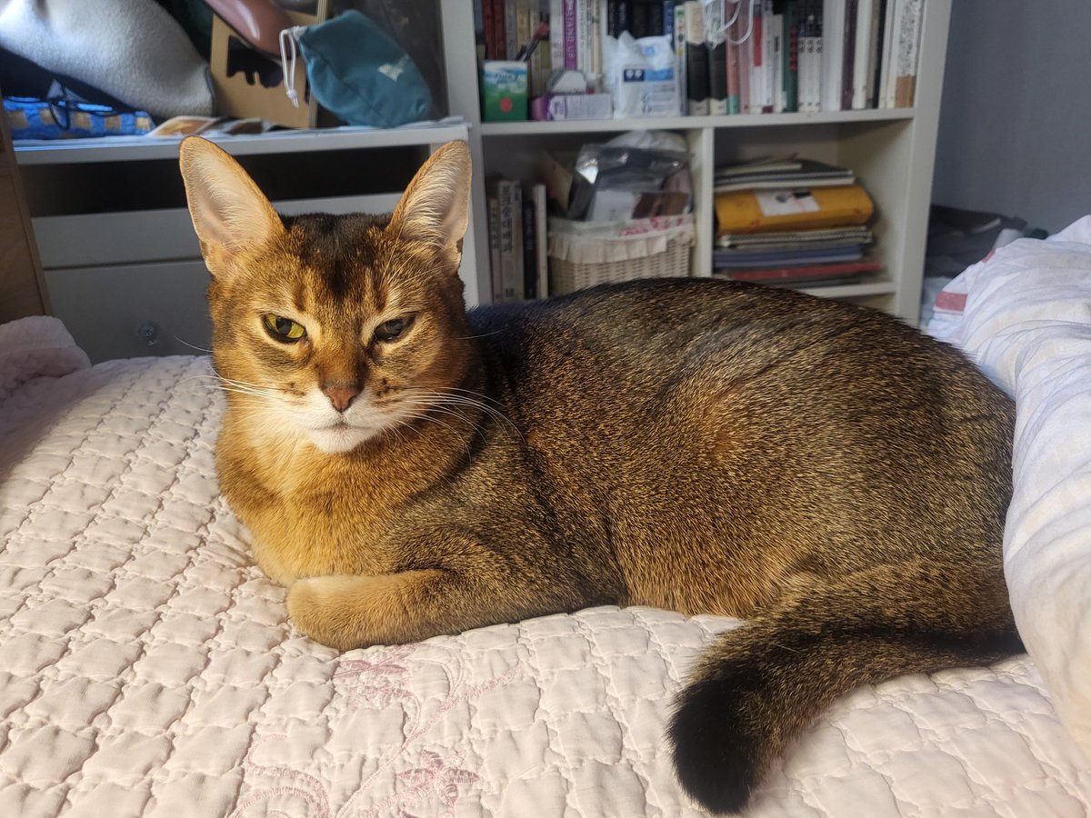 #요나 #냥이 #노아 #미미의시선 #아부지의시선 우리집 고양이