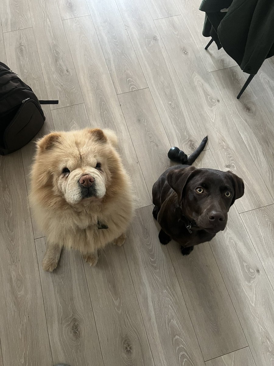 ❤️ 🦁 🐶