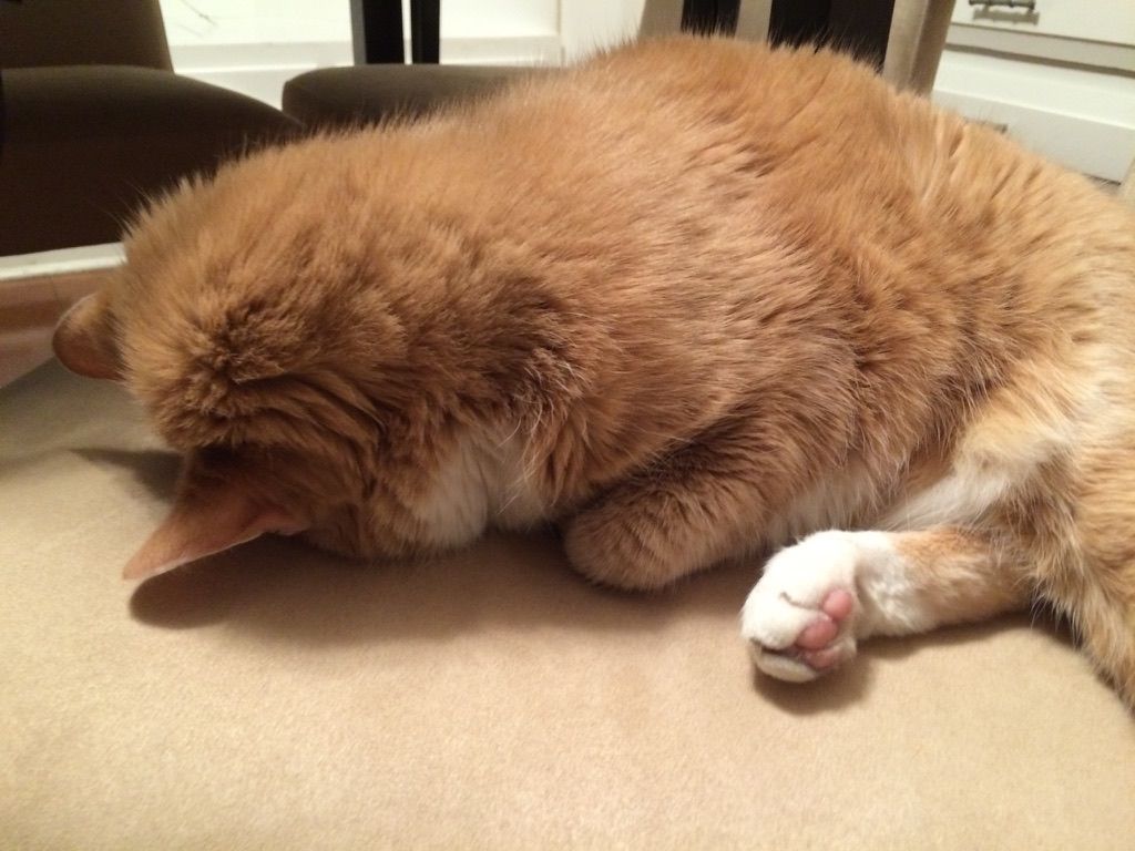 Korbel, sleeping (2015). The vet techs used to call him "dog in a cat suit."