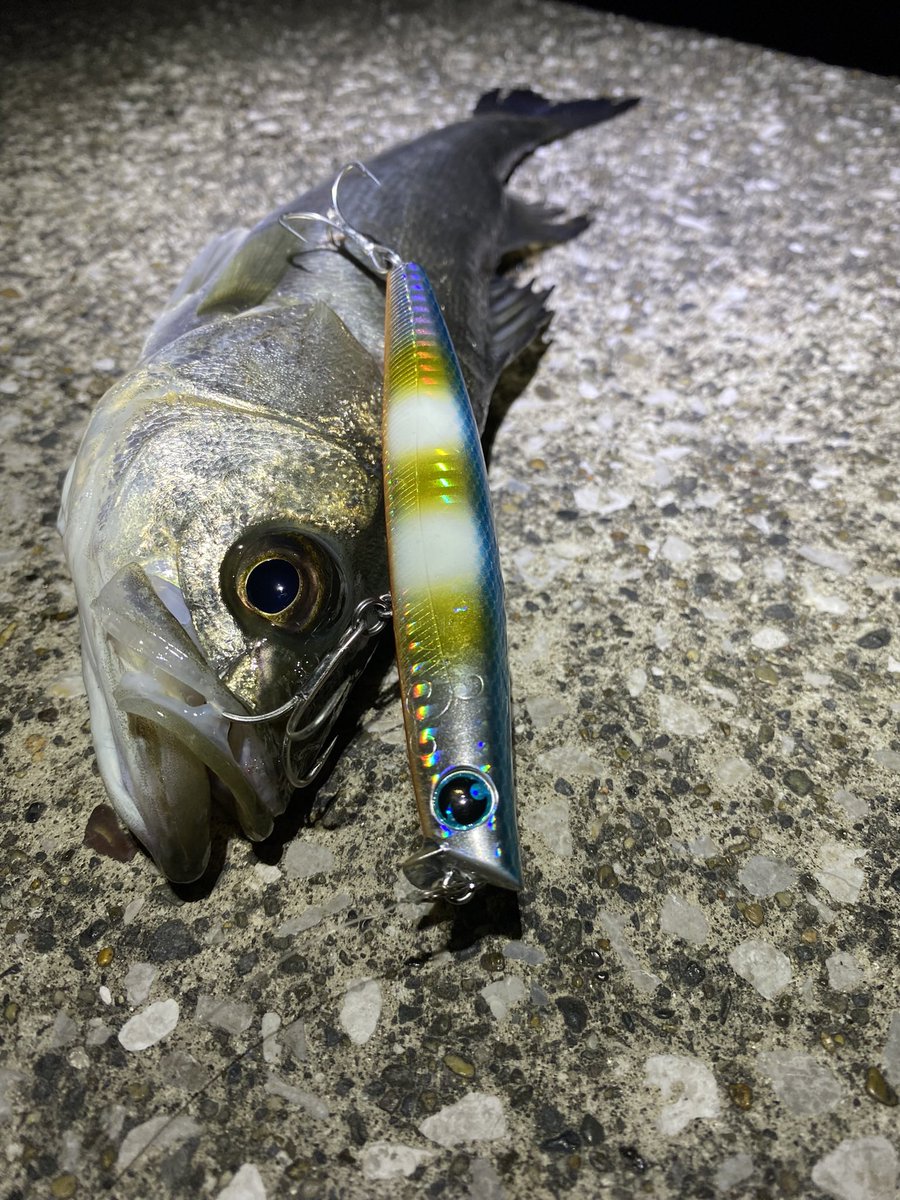 wata_eg's tweet photo. 前回小潮で釣れたおチビちゃん

#東京湾
#スズキ
#シーバス
#seabass
#鱸
#釣り
#saltlurefishing 
#ルアーフィッシング
#daiwa
#morethan
#ガルバスリム
#galvaslim_110s
#ボラグロー
#pr https://t.co/ac9BSt37oD