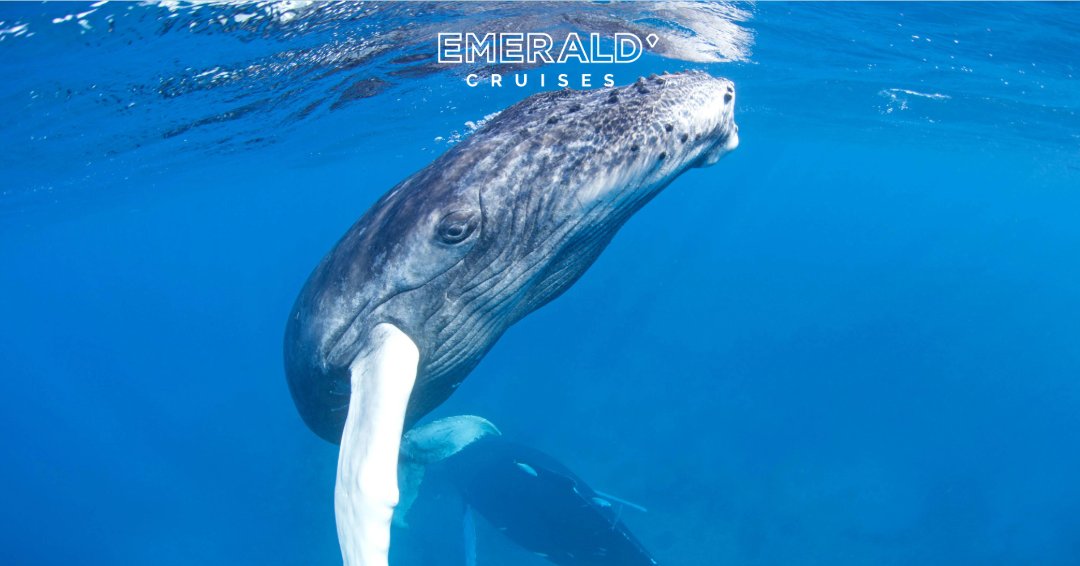 There’s nothing quite like witnessing these gentle giants in real life. Join us on an award-winning Emerald Cruises luxury yacht for a Caribbean voyage that will allow you the chance to witness these majestic whales as they migrate to warmer waters.