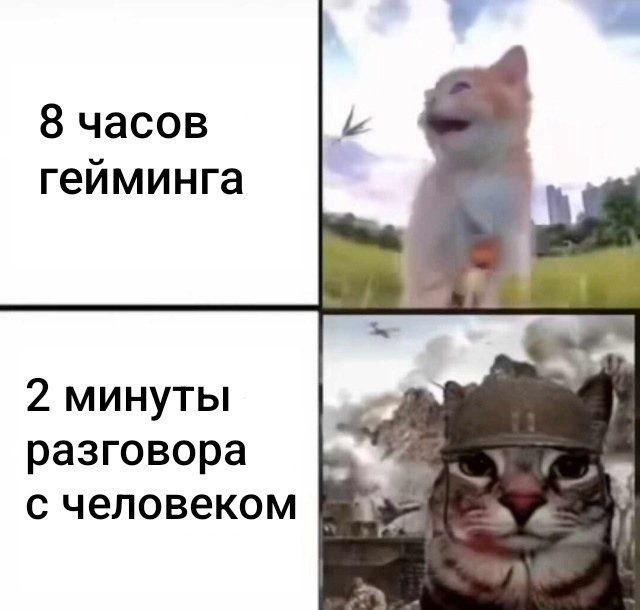cats, i love cats (@catsilcats) on Twitter photo 