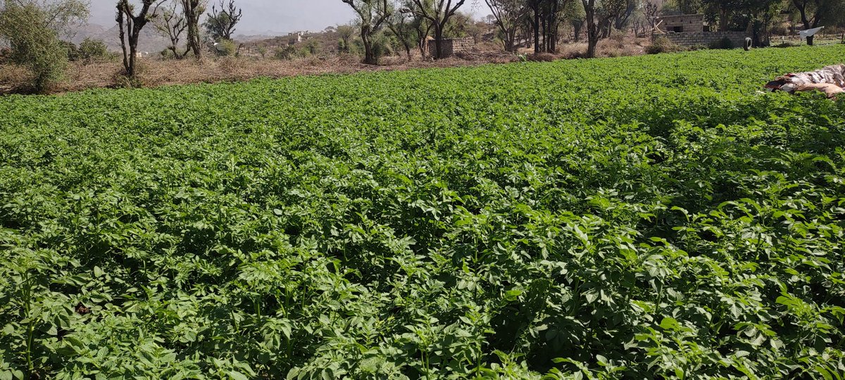 قبل تدخل وكالة تنمية المنشآت الصغيرة والاصغر #smeps 
محصول البطاطس لم يكن يزرع في عزلة بني رفيع

وهذه هي النتائج بعد التدخل
#ذمار_عتمه_بني_رفيع
 <a href="/SMEPSYEMEN/">SMEPS</a>
 <a href="/SFDYemen/">SFD-Yemen</a> <a href="/UNDPYemen/">UNDP Yemen</a> <a href="/UNinYE/">UN Yemen</a> <a href="/AlbankAldawli/">مجموعة البنك الدولي</a>