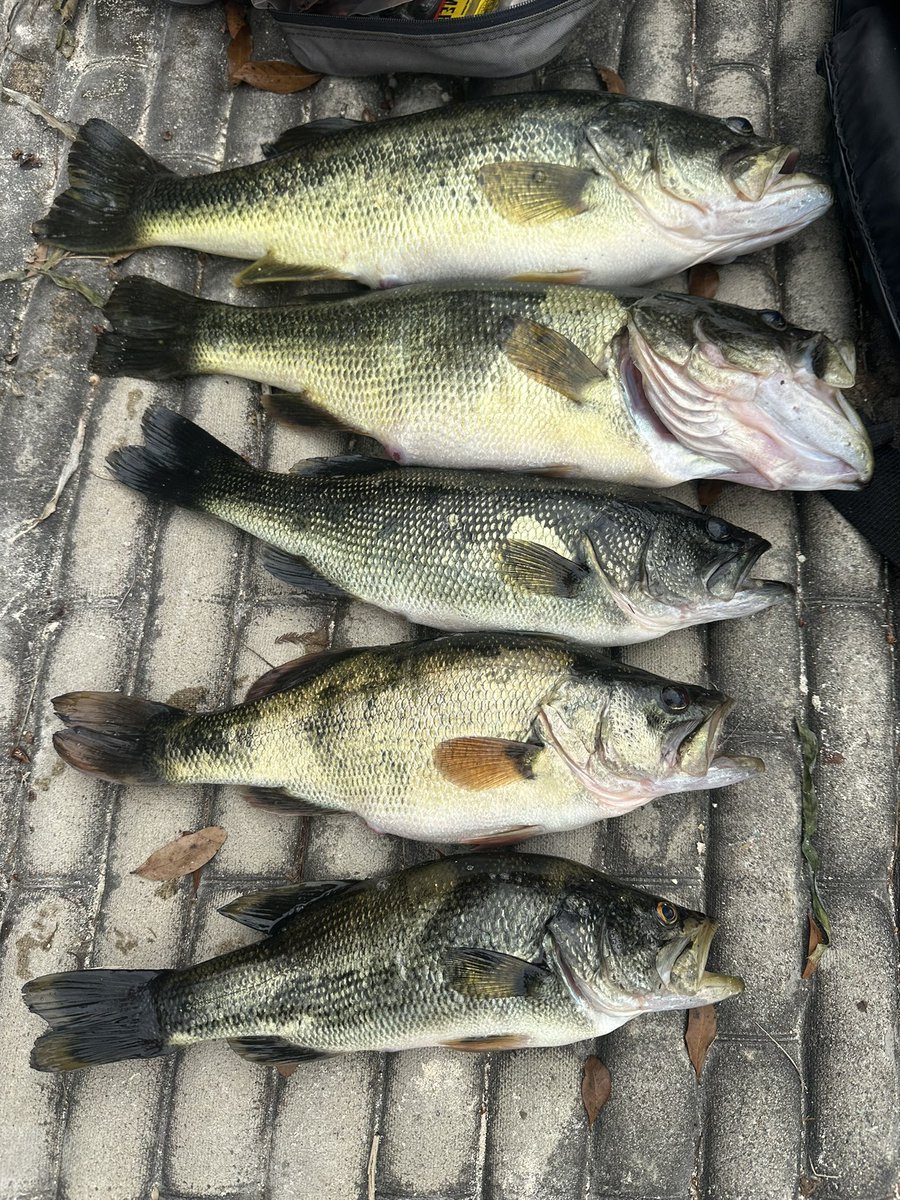 Not a bad way to spend a Friday morning! Big girl (1st pic) released to keep the fishery good!