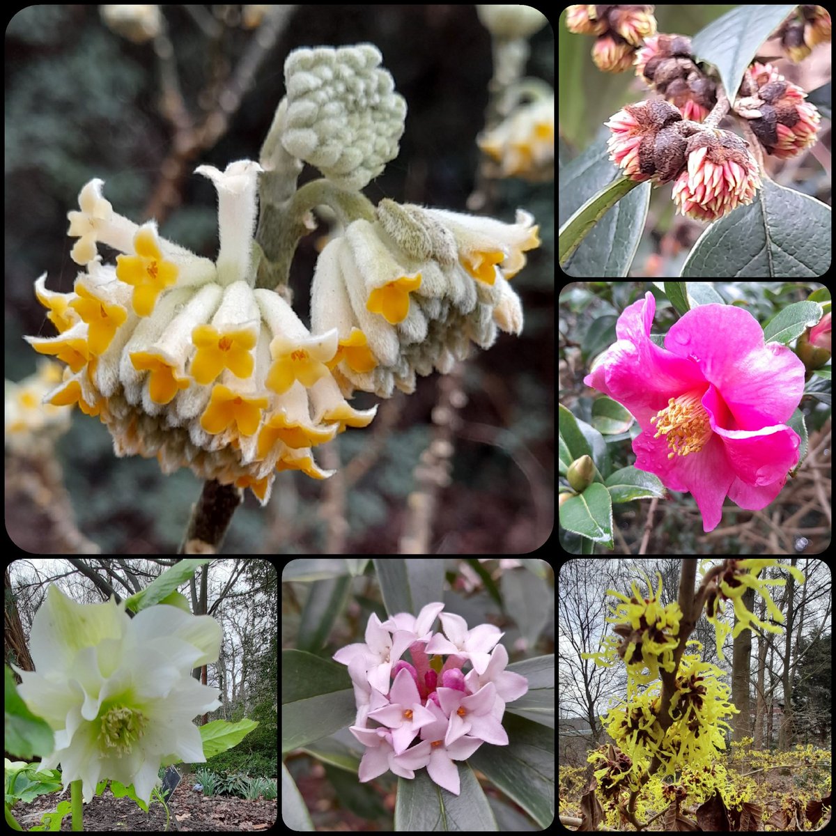 paul_atk79's tweet photo. A quick wander through the garden @RHSWisley, soaking up the sunshine &amp; floral colour. #RHSWisley #Wisley #garden https://t.co/5D59UtvHPq