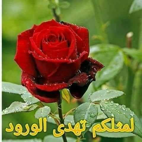 زعل ماشال قلبي  اعليك بس ود 
جفيت وصبغ ثوبي اجفاك بسود 
كـــونــك ماتريد تعـــود بس ود 
قميصك خل يــرد الشوف ليـــه
مساء الورد وعطره احبتي