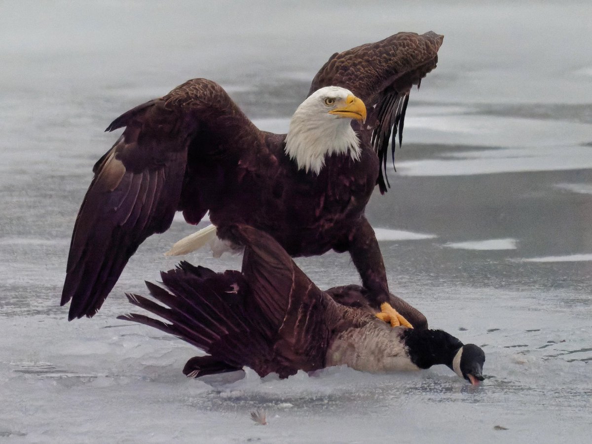 USA vs Canada, February 2025 (colorized)
