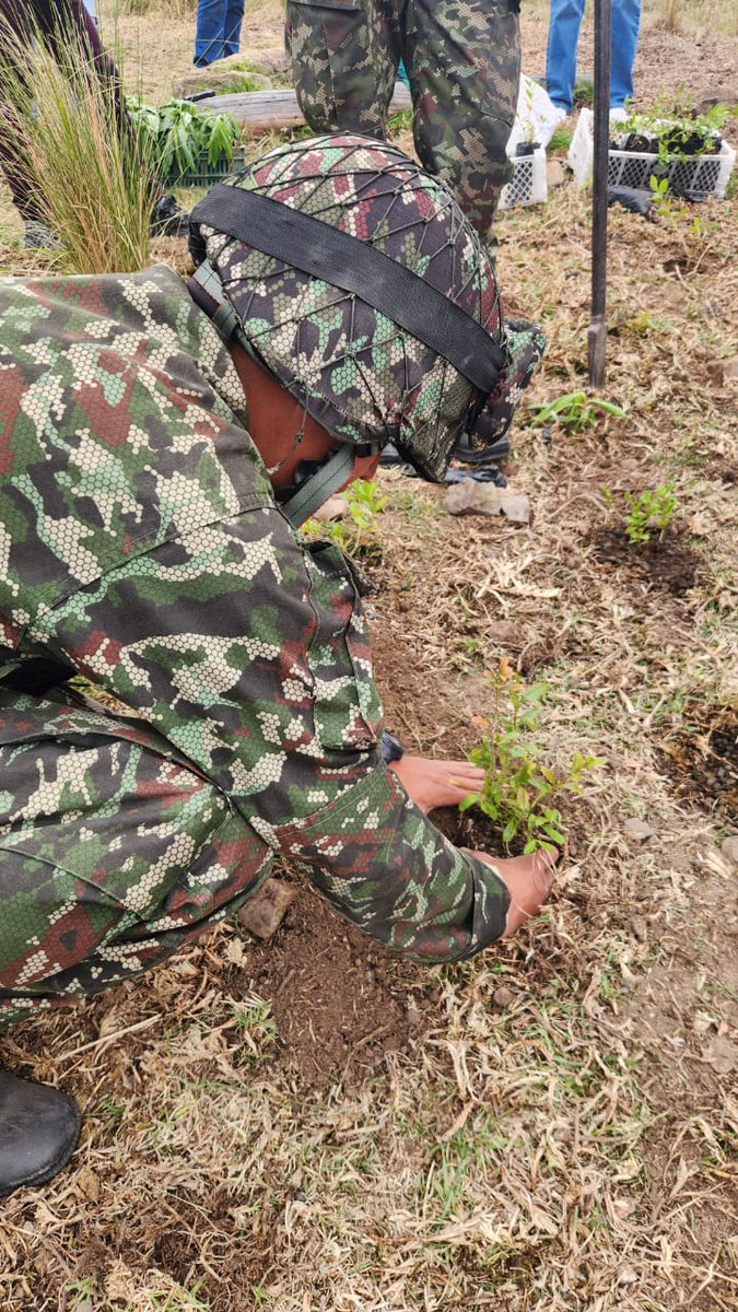 Ejercito_Div5's tweet photo. Impulsando la gestión ambiental, soldados del Batallón de Artillería Tarqui de la #PrimeraBrigada en articulación con la vigía promotora de las Secretarías de Cultura,  Ambiental y  @GobBoyaca, sembraron 1.000 árboles de totumo en la vereda Alcaparral, Firavitoba, #Boyacá
#PlanAmazonía