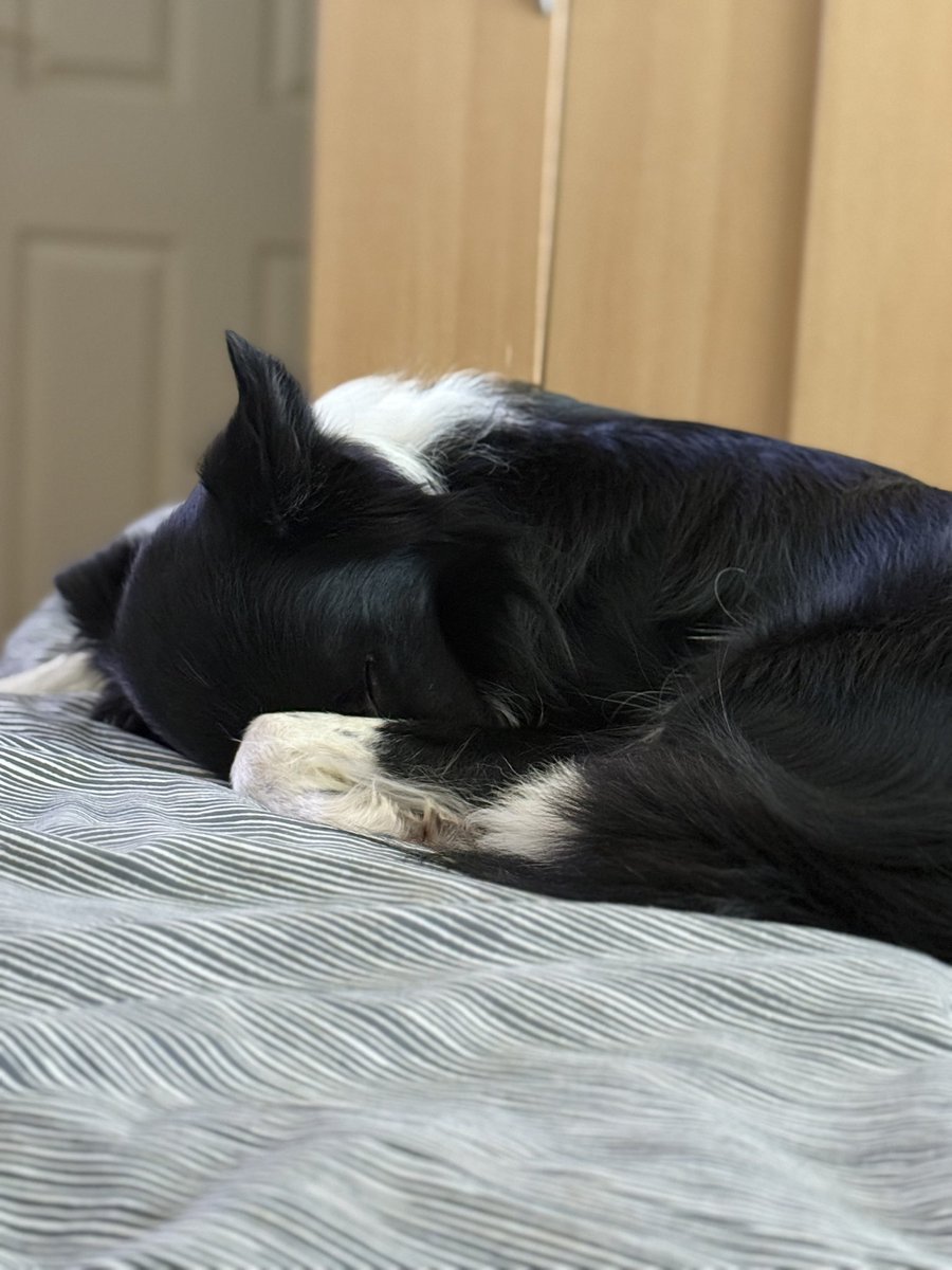 Sunday afternoon snoozles are the best