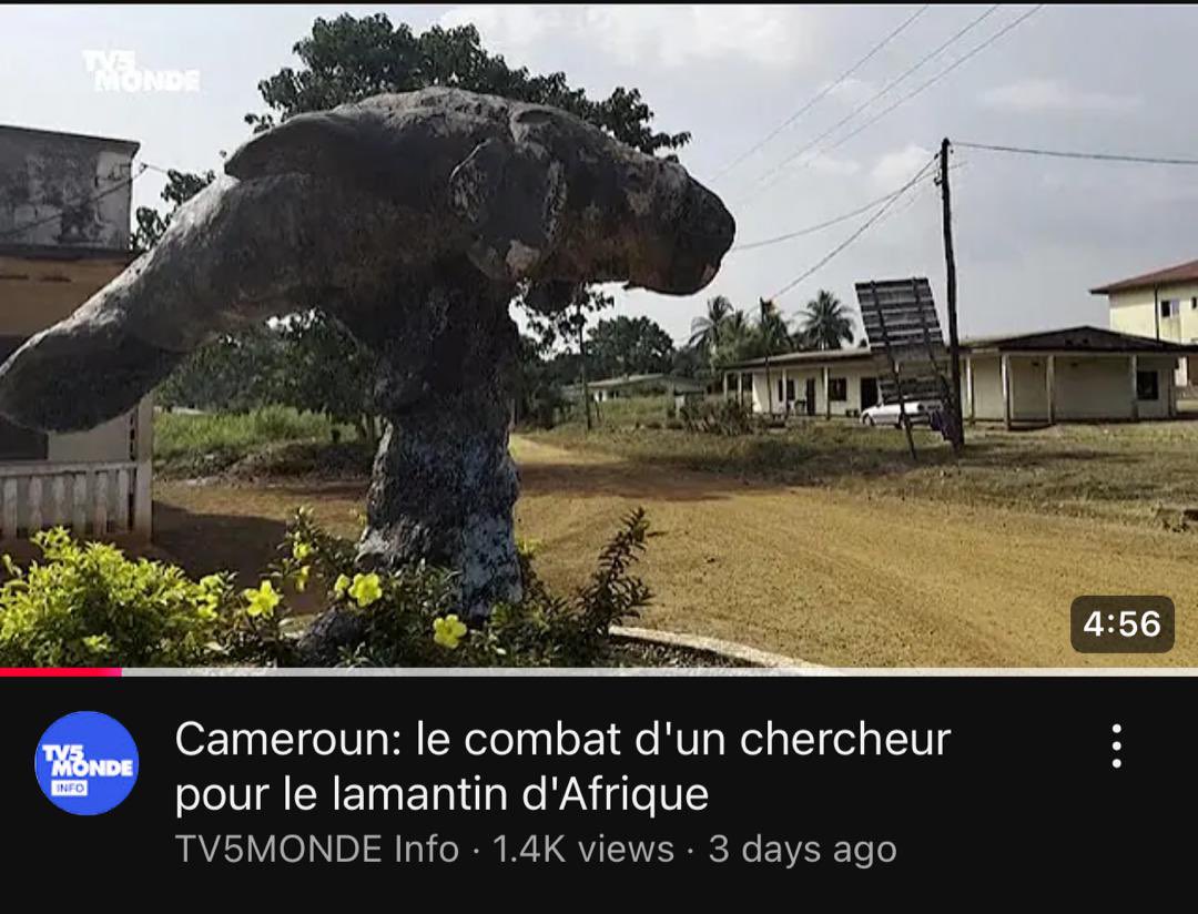 It’s so great to see support for the African manatee reverberating across the world. Thank you to <a href="/TV5MONDE/">TV5MONDE</a> ,  <a href="/AFP/">AFP News Agency</a> and  <a href="/FRANCE24/">FRANCE 24</a> , and over 100 other media outlets for contributing to making this poorly known marine mammal better known

youtu.be/3qtdPd_Ooqk?si…