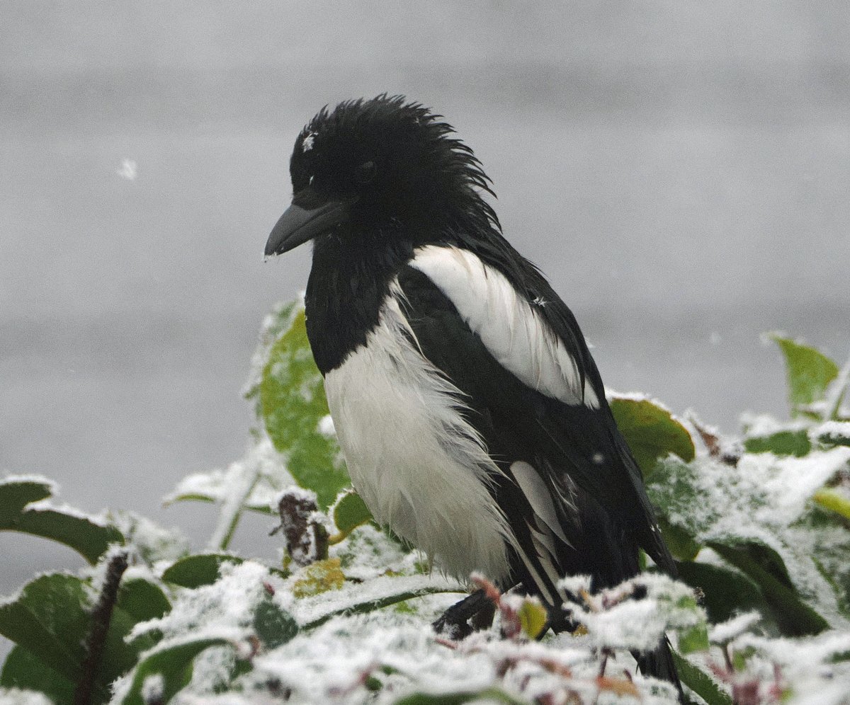 Magpie in a snow shower in our Halifax garden. #ThePhotoHour #TwitterNatureCommunity #wildlifephotography #NaturePhotography #BirdsOfTwitter #StormHour