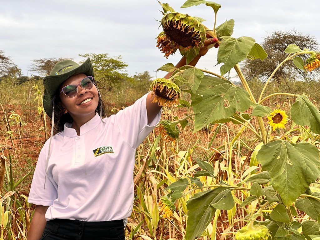 TheLandAlliance's tweet photo. 1/3 | In Kenya, conventional farming has led to widespread soil degradation. CIFOR-ICRAF, in partnership with @AGRA_Africa, is transforming agriculture thru’ regenerative practices like agroforestry, conservation tillage, &amp; composting across Makueni, Kitui, Embu, &amp; Tharaka Nithi. https://t.co/TNnZdvMEez