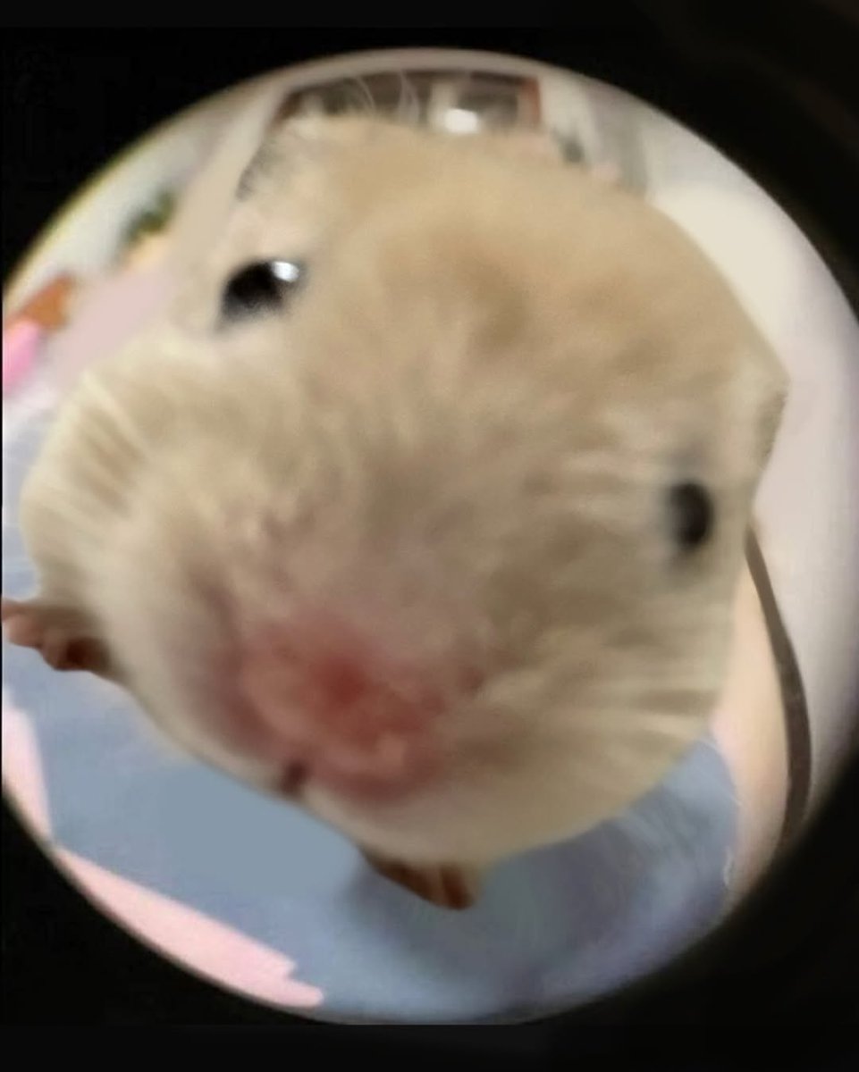 Tweets Of Hamster (@tweetsofhamster) on Twitter photo 