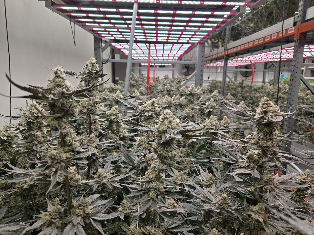 Good morning cannafam 🔥