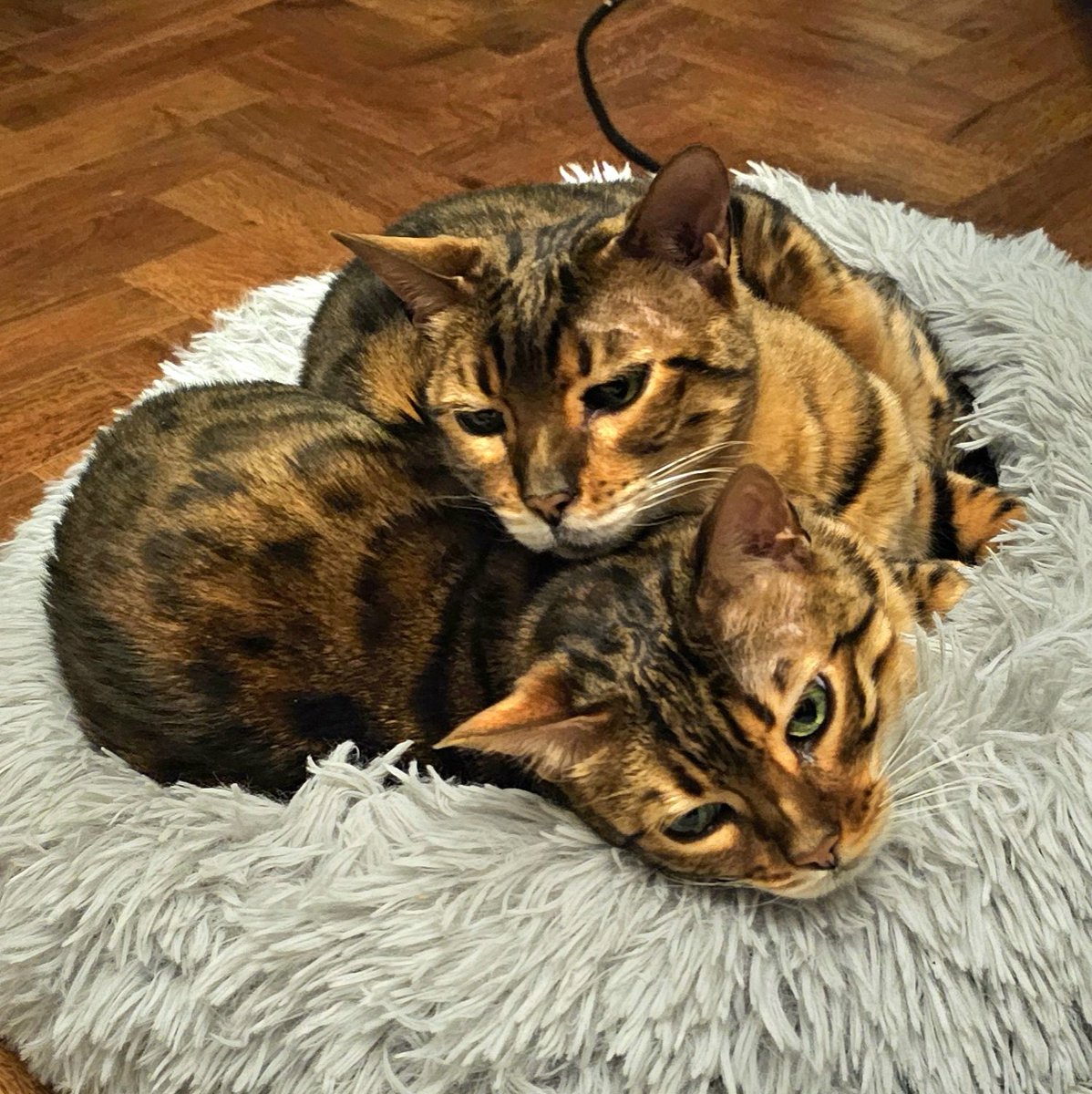 It's a lazy Sunday afternoon for Caesar and Cleo. 
#cat #cats #catsofinstagram #catsofig #catsofinsta #catsoftheworld #catsoftheday #catsoftheyear #caturday #bengals #bengalcats #bengalsofinstagram #bengalsofinsta #bengalsofig #caesarandcleo