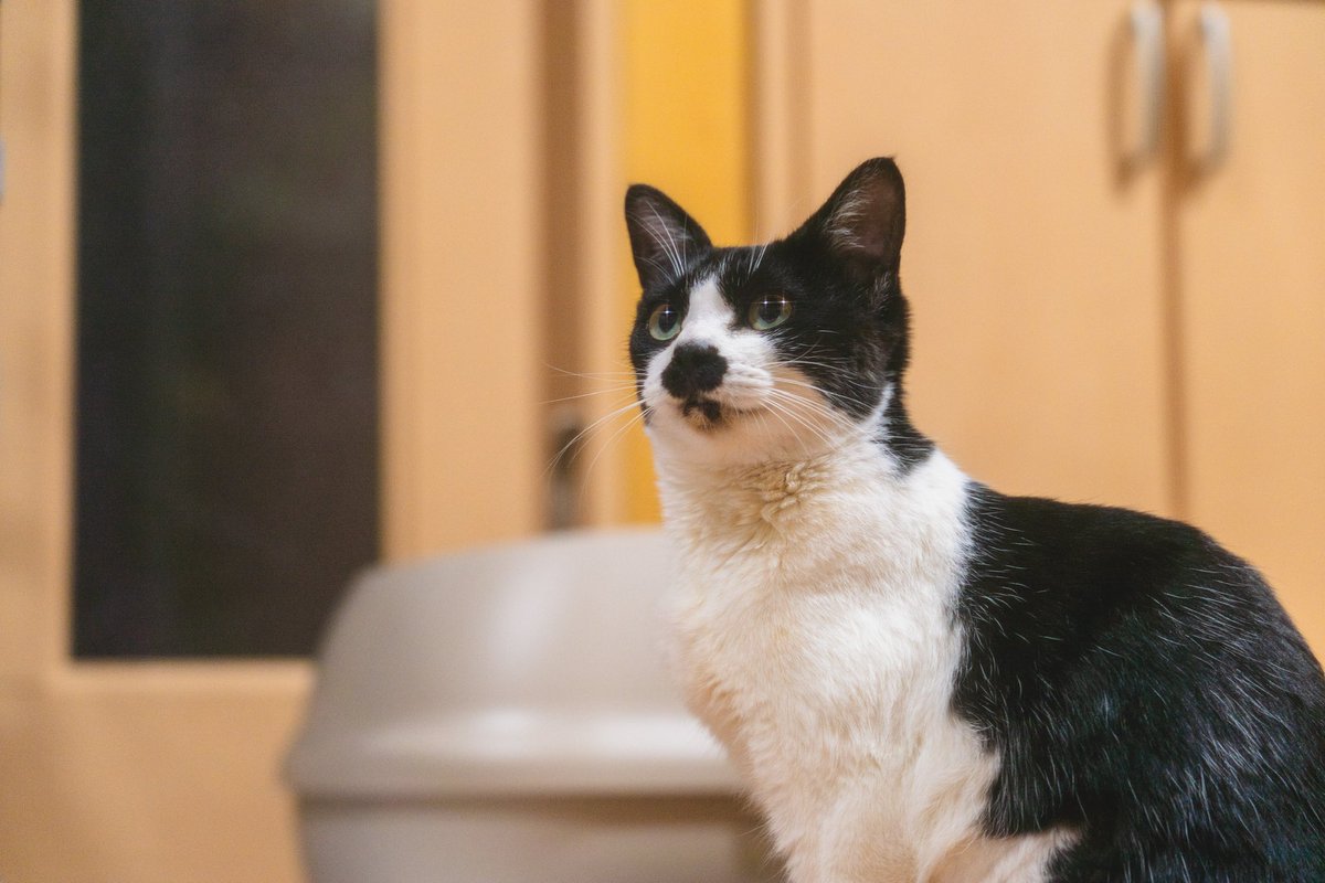 実家の猫🐾

#カメラ仲間募集 #写真部 #photography#photojenic #写真好きな人と繋がりたい #カメラ好きな人と繋がりたい #사진 #사진스타그램 #일본 #旅行好きな人と繋がりたい  #キリトリセカイ #ファインダー越しの私の世界  #スナップ写真  #snapshot