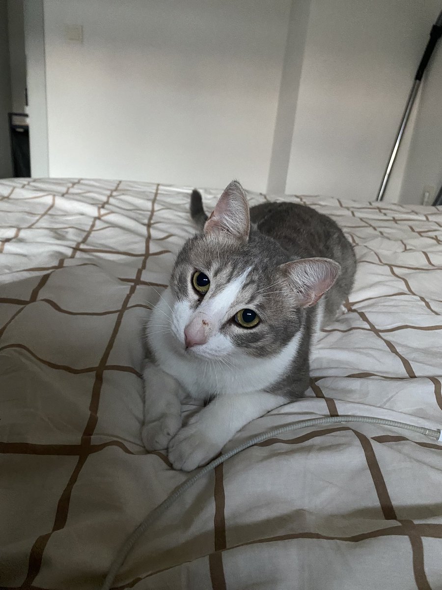 Nasıl yani ne dimek bis gene barisdikkk