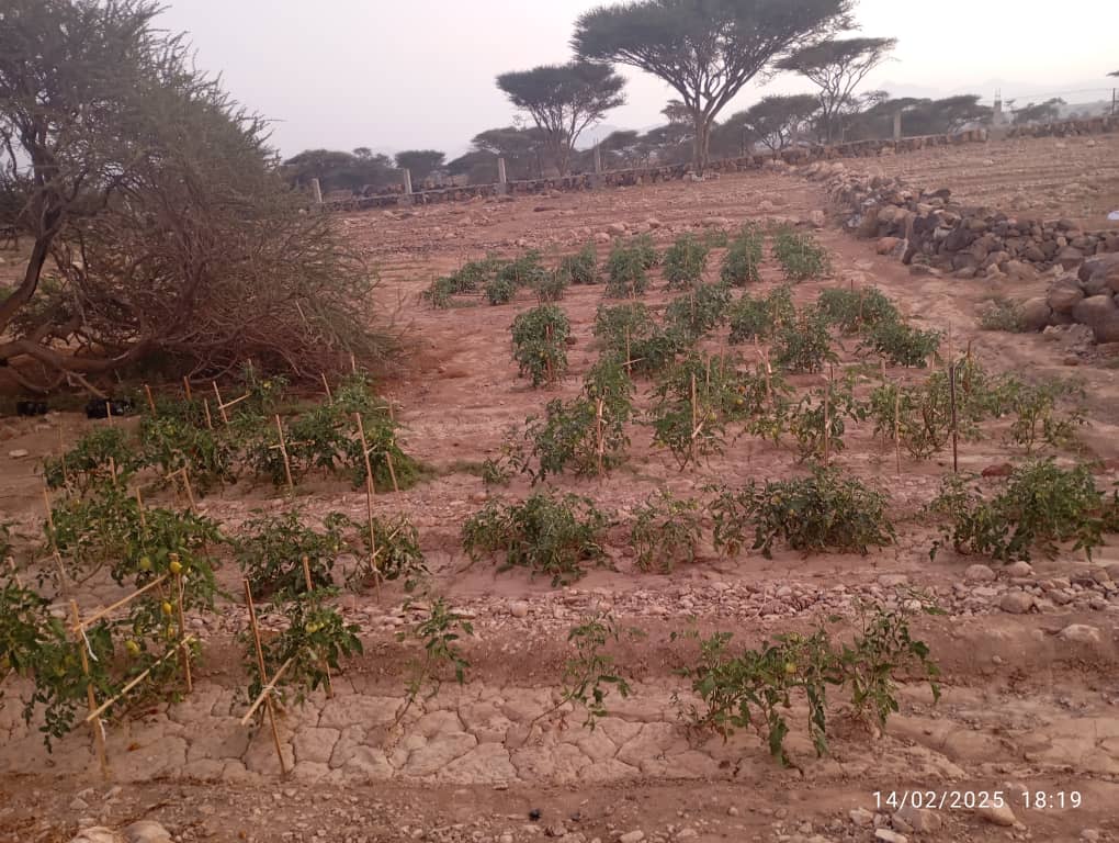 Expertise France à Djibouti (@efadjibouti) on Twitter photo Les premiers fruits 🌱 du projet d'agriculture à Assassan, un projet piloté par le <a href="/c_obock/">Conseil Régional d'Obock</a> !
Une parcelle clôturée et irriguée, des agriculteurs outillés et formés 💪
Félicitations à tous les acteurs!
Un projet financé par <a href="/UEaDjibouti/">UE à Djibouti</a>
#Obock
#Djibouti 🇩🇯
#Agriculture Les premiers fruits 🌱 du projet d'agriculture à Assassan, un projet piloté par le <a href="/c_obock/">Conseil Régional d'Obock</a> !
Une parcelle clôturée et irriguée, des agriculteurs outillés et formés 💪
Félicitations à tous les acteurs!
Un projet financé par <a href="/UEaDjibouti/">UE à Djibouti</a>
#Obock
#Djibouti 🇩🇯
#Agriculture