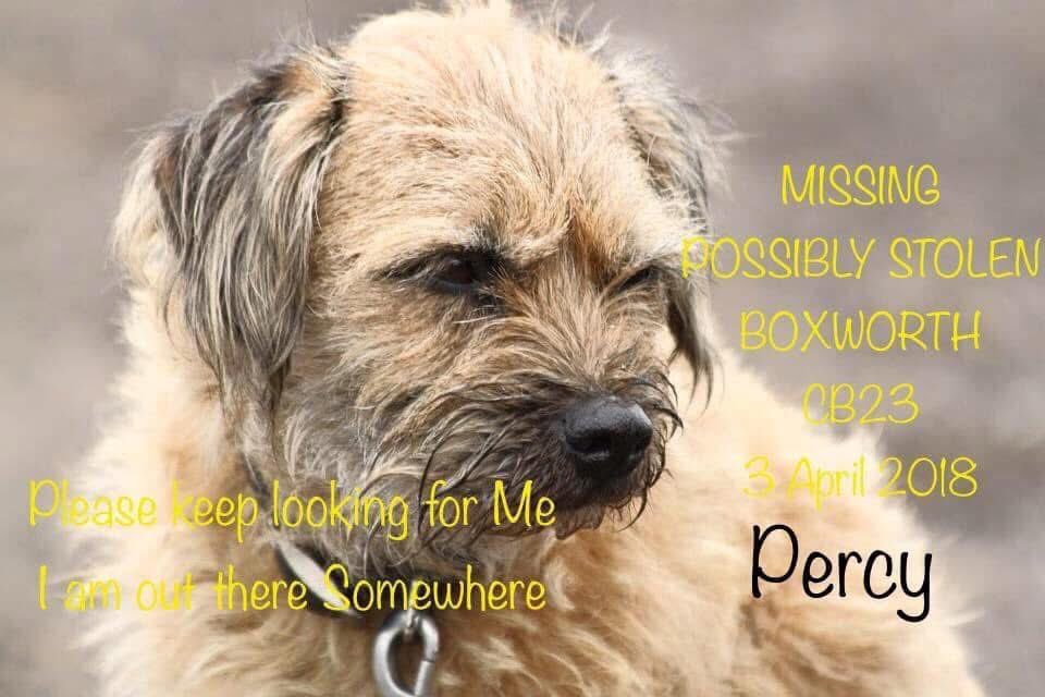 rosiedoc666's tweet photo. #StolenDogHour
PERCY MISSING/STOLEN
#Boxworth #CB23
2018
Male #BorderTerrier
Was slightly lame in front when went missing
https://t.co/ClxpyzHqMY
@RachaelB100 @Rachspeed1 @Jan_Leeming @LisaClareRead2 @TeaboyTeddy @juliagarland73 @qu1ncey @Gracieglo @thedogfinder https://t.co/lSxCWDszUJ