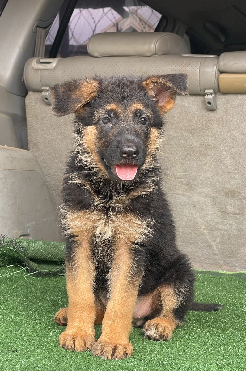 damano1's tweet photo. Top pedigree short coat puppies from imports await nw homes 🏡📞🏡📞🏡 Dm for serious enquiries! https://t.co/ZHK4RK05vu