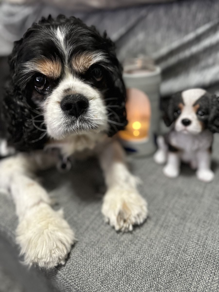 CavalierDexter's tweet photo. Summer - a free &amp; #BWOC norty spirit, we understood each other ⁦@SunneeSummer⁩ ! Summer you made us laugh lots with your ‘tude &amp; inspired by your fighting spirit. I was proud to call you my friend &amp; will miss you a true #TriMafia paw through &amp; through❤️
#RememberingSummer https://t.co/Yoa0p42iGK