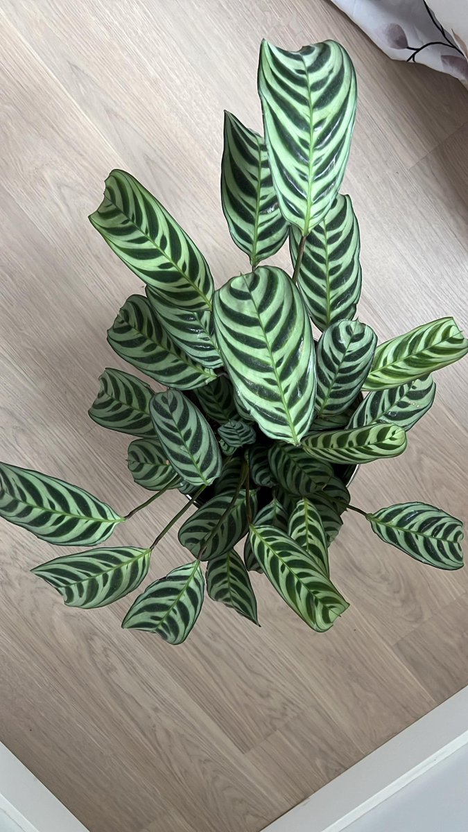 olaolumusic's tweet photo. Grateful for these new plants I was gifted.
--
Now the challenge is how to keep them green &amp; healthy 🤔😏

#TablePlants, #IndoorPlants https://t.co/TiP8yP6VGO