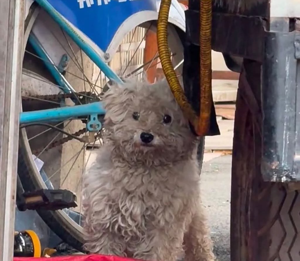 💖 (@twaniimals) on Twitter photo 