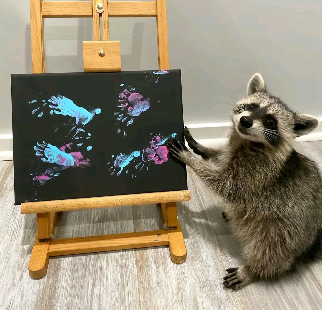 ShouldHaveRacc's tweet photo. Raccoon shows off his autistic skills https://t.co/6Olrx6o1NT