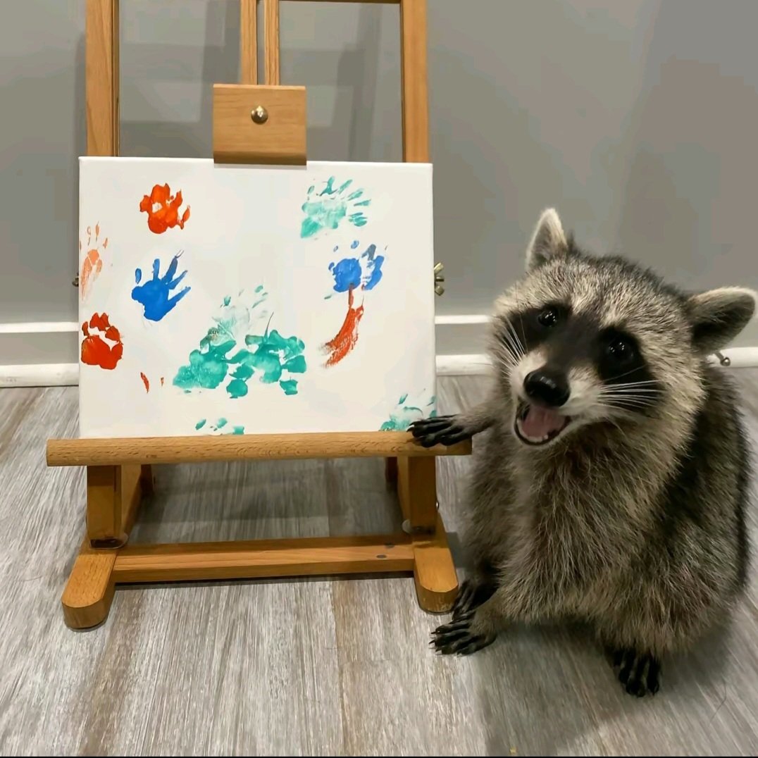 ShouldHaveRacc's tweet photo. Raccoon shows off his autistic skills https://t.co/6Olrx6o1NT