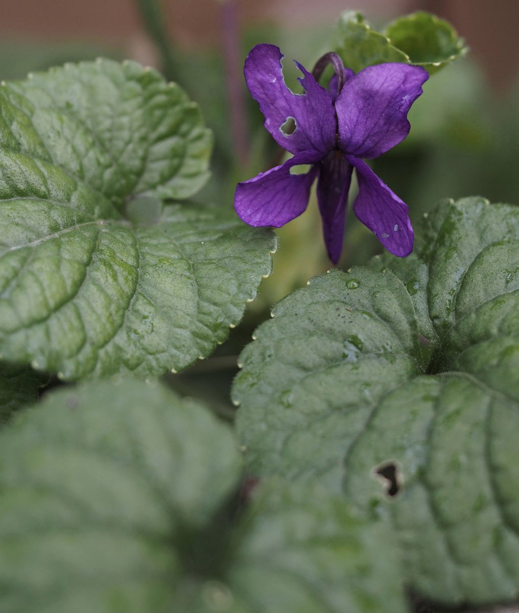 A nibbled Sweet violet. #WildflowerHour