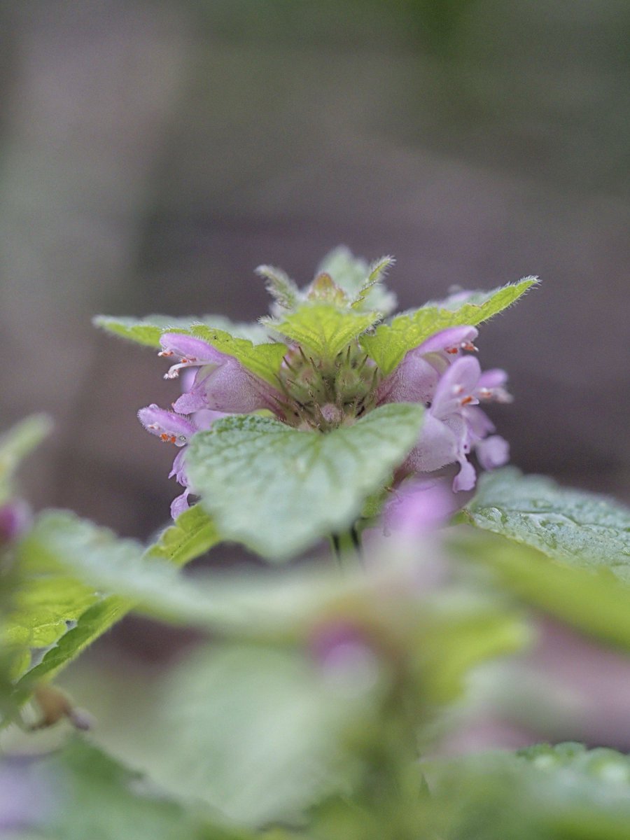 Glorious Red dead nettle. 💕 #WildflowerHour
