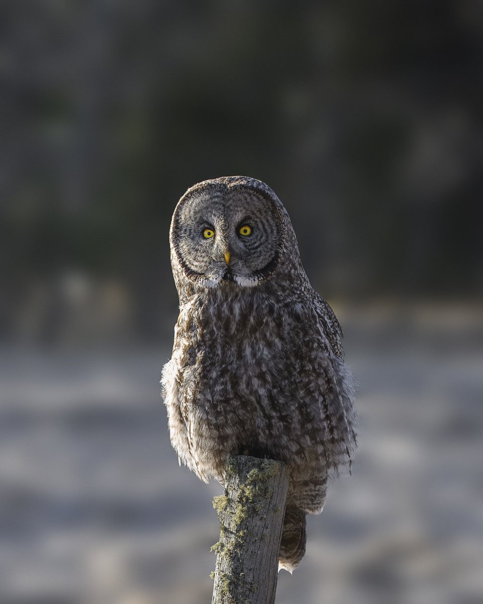 Derek Genge tweet media