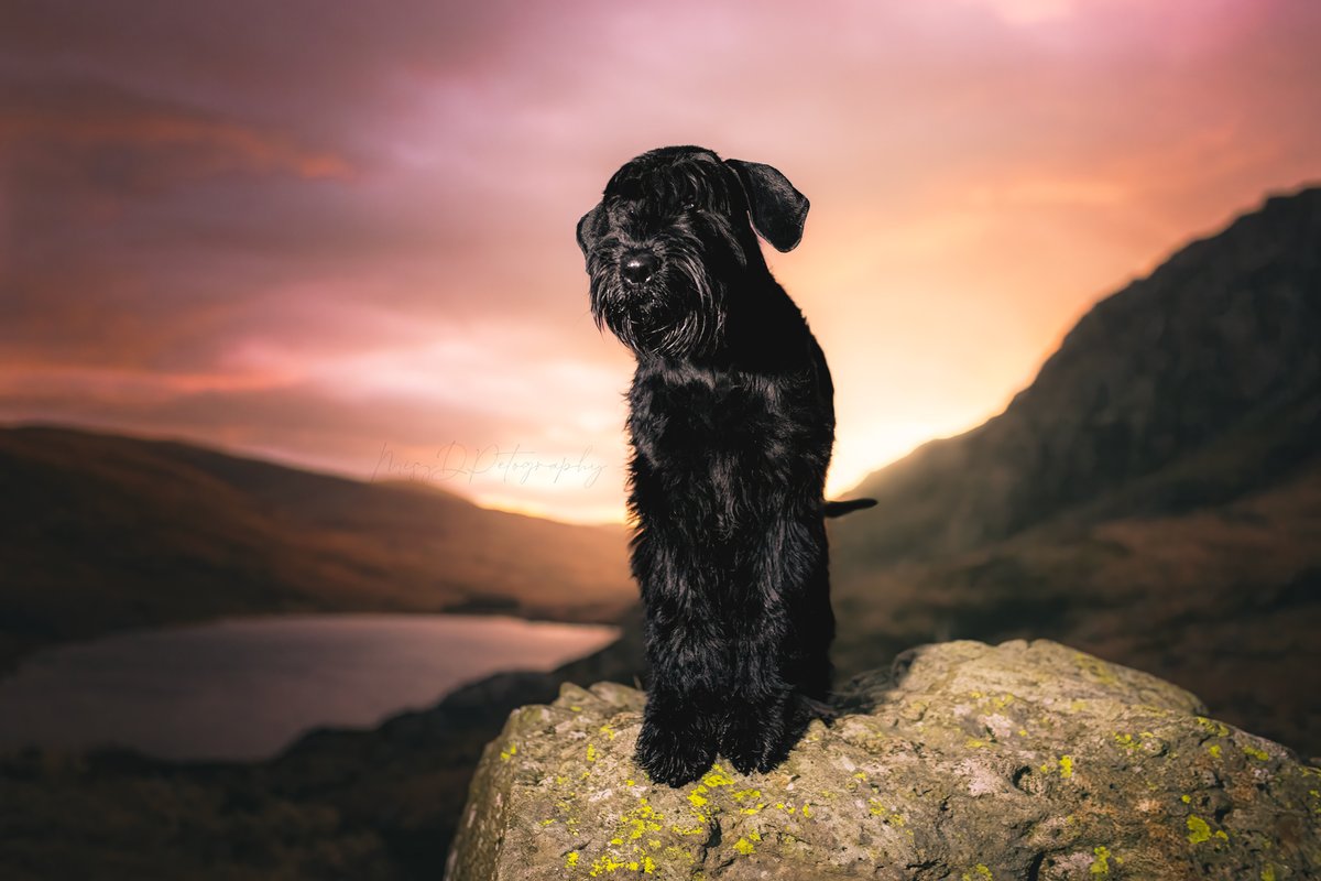 MissDPetography tweet media