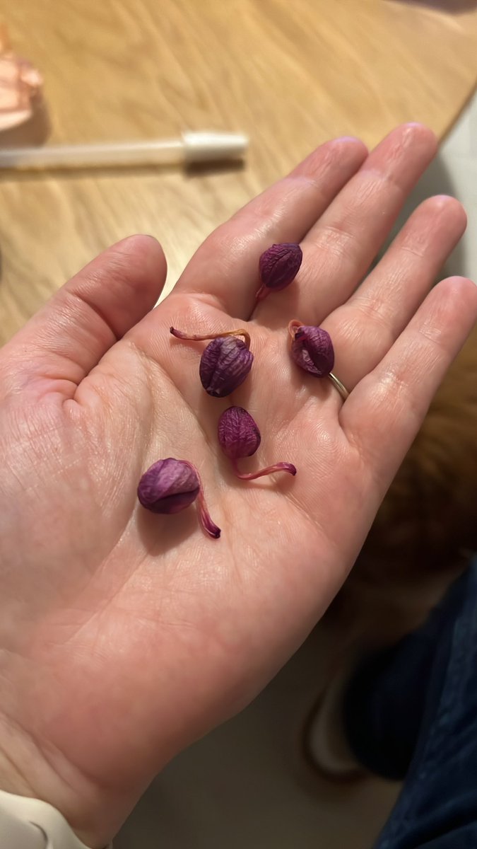 mercelik93's tweet photo. Ben hayatmda böyle bi saçmalık görmedm çocukluğumdan beri ailemle birlikte orkide yetiştiririz bu çiçeği çok iyi tanırım o yüzden  @ciceksepeti nin yaptığı aşırı ayıp! Eşim 2 gün önce sevgliler günü diye gönderdi ve son haline bak! Çiçek gitse ok ama bu tomurcuk 2 güne dökülemez! https://t.co/Bxa4jpCmMt