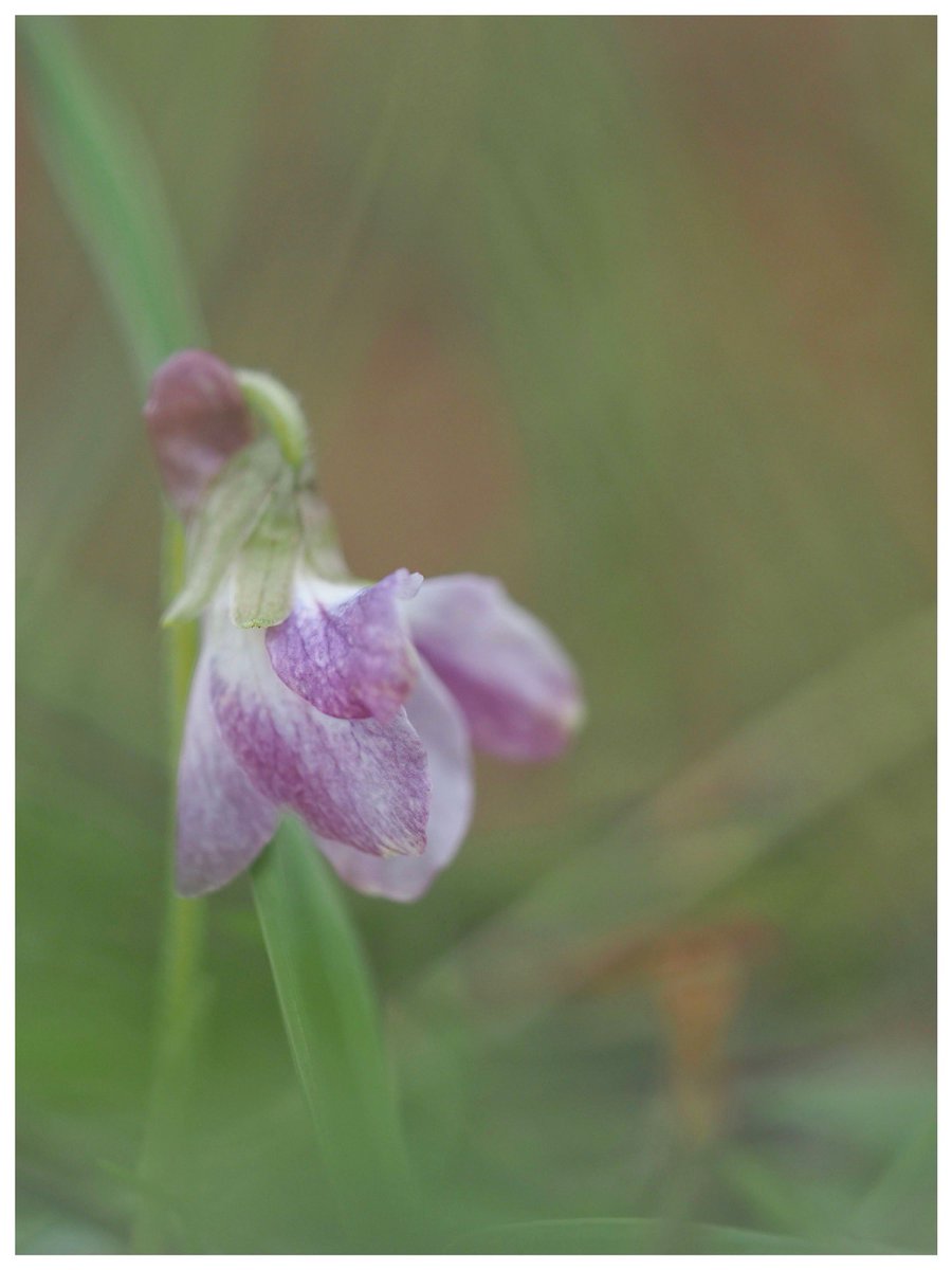 I remembered to go and see how the patch of Viola odorata f. lilacina is getting on. A few more flowers are open now and they’re heart-stoppingly beautiful. #WildflowerHour