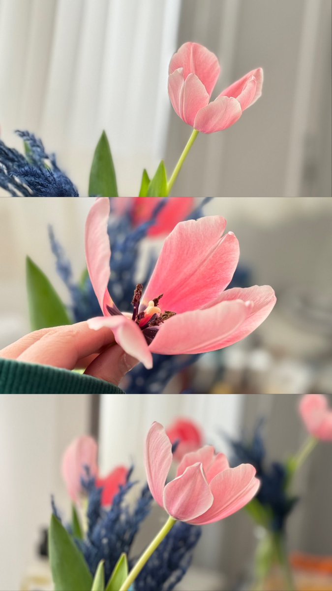 abnosflower's tweet photo. بچه ها لاله ی صورتی واقعا نازه:)🎀 https://t.co/dR4ESNixI7