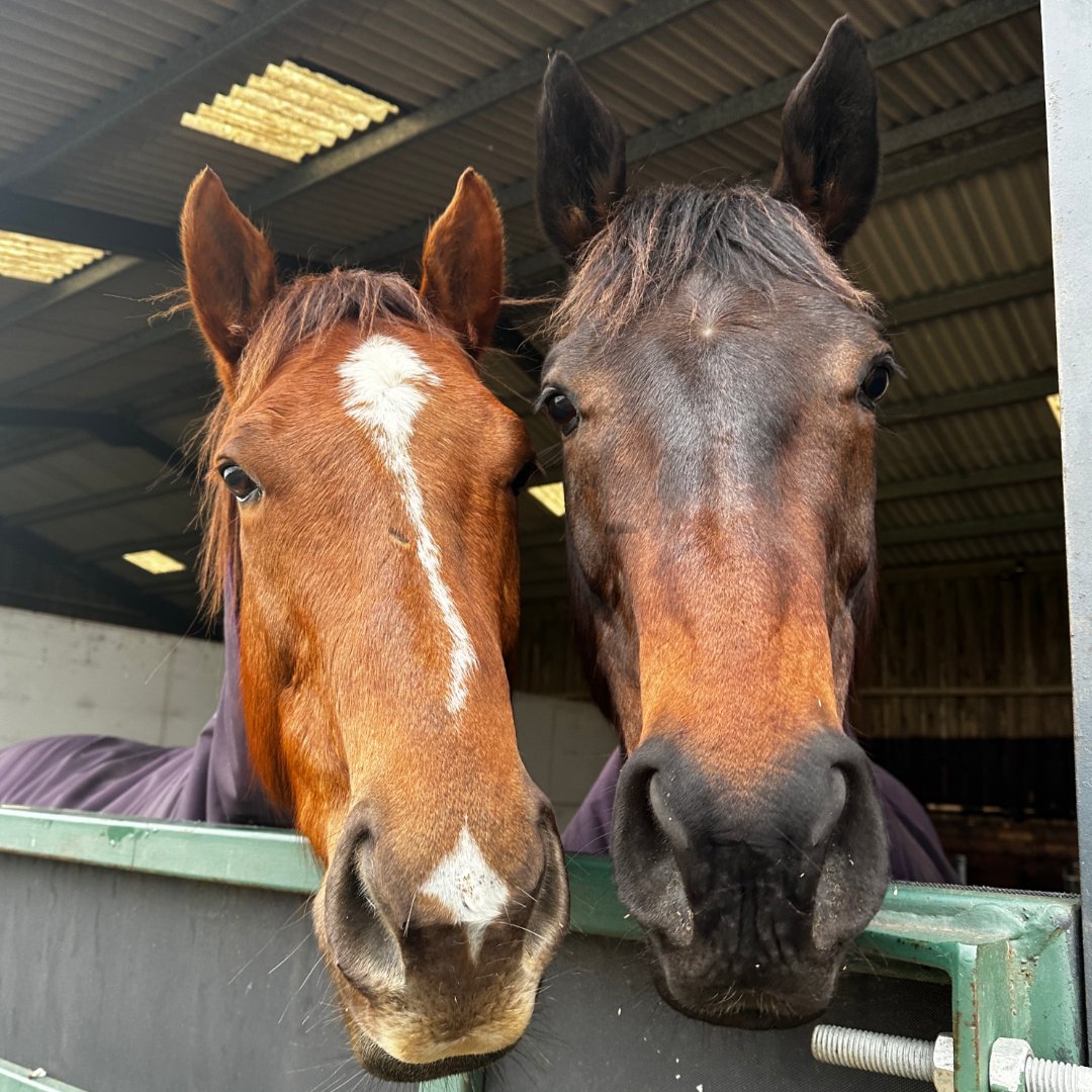 eliteracingclub's tweet photo. JUDICIAL (right) and his best friend MAPLE JACK (Owners Group). ❤️
#judicial
#maplejack
#eliteracingclub https://t.co/vVbN1Ceu0v