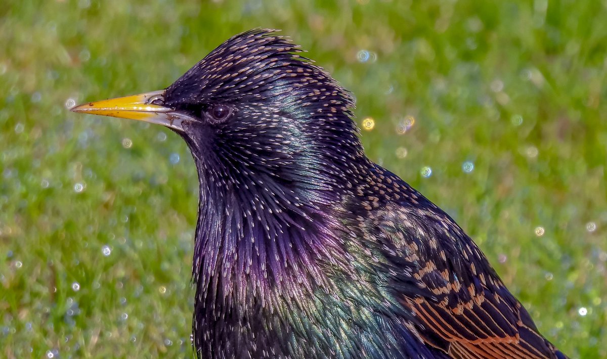 kevin (Birdman) willans tweet media