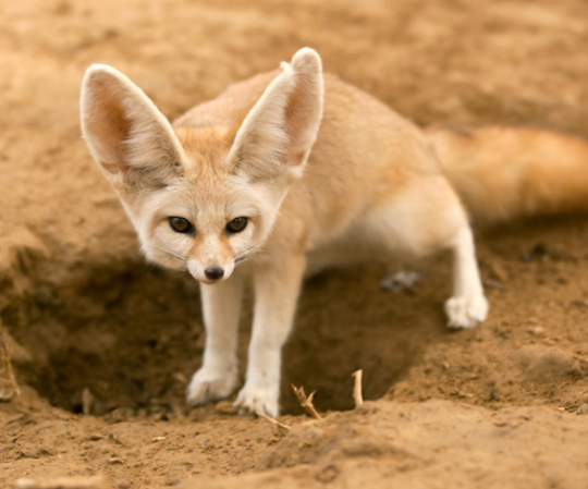 Fennec foxes dig complex burrow systems in the sand, which can be over 30 feet long. These burrows help keep them cool during the day and safe from predators.

#fennec #crypto #cto