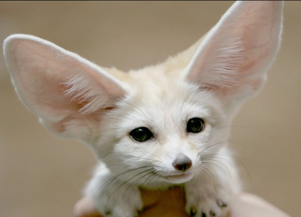 Fennec tweet media
