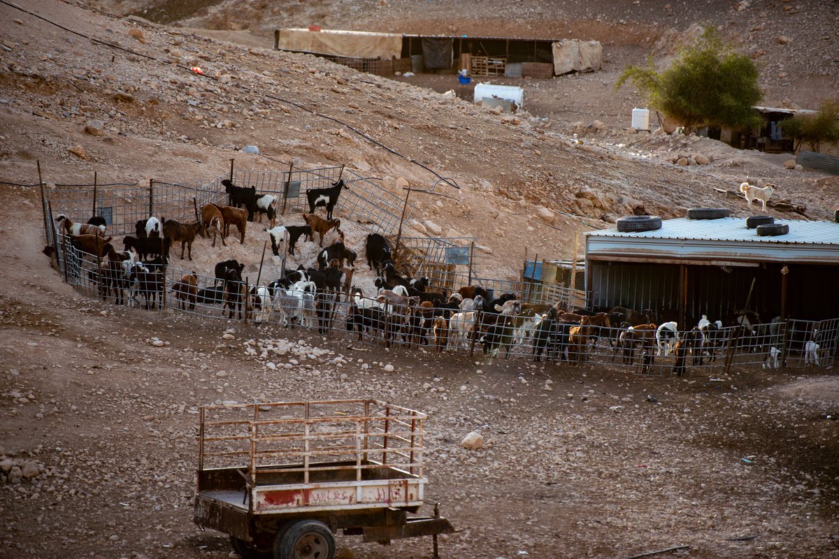 Jag fick möjlighet att tillbringa en dag hos palestinska beduiner i öknen, och berätta om deras liv. Läs gärna! 
sydsvenskan.se/2025-02-16/bed…