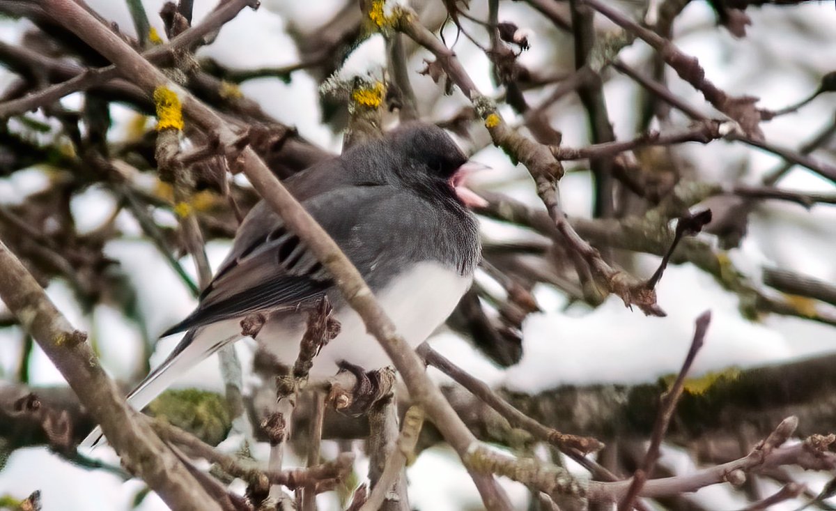 Dark-eyed Junco, Junco hyemalis photographed at Grudki, near Białowieża, photo Michał Polakowski - 2nd record for Poland