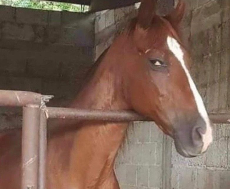 horse giving side eye suspicious doubtful