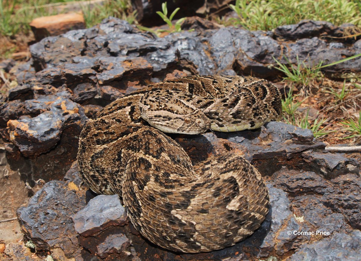 C_MrPrice's tweet photo. I felt the colour variation in these puff adders (Bitis arietans) was stunning. Crazy the fact they were also removed from properties less than 15km apart. Sampled and released (under correct permits and ethical clearance) in a green-protected area. #conservationoptimism #Snakes https://t.co/vlOxjnadKK