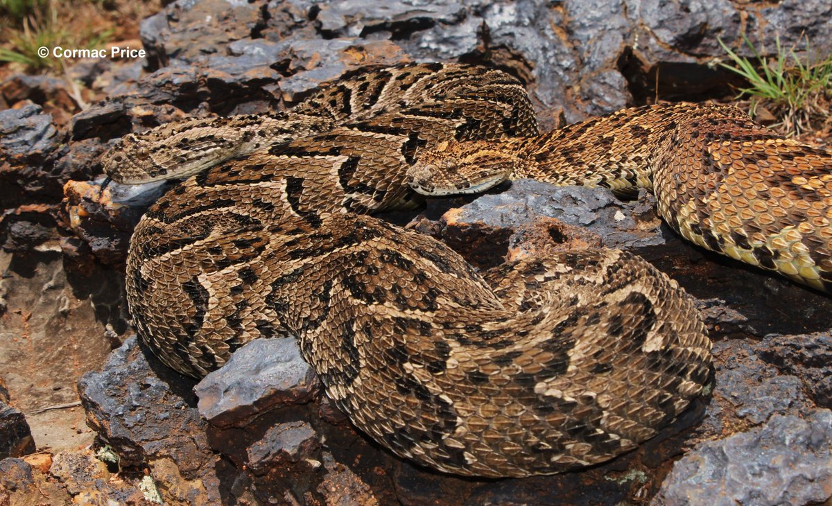 Dr Cormac Price (@c_mrprice) on Twitter photo I felt the colour variation in these puff adders (Bitis arietans) was stunning. Crazy the fact they were also removed from properties less than 15km apart. Sampled and released (under correct permits and ethical clearance) in a green-protected area. #conservationoptimism #Snakes I felt the colour variation in these puff adders (Bitis arietans) was stunning. Crazy the fact they were also removed from properties less than 15km apart. Sampled and released (under correct permits and ethical clearance) in a green-protected area. #conservationoptimism #Snakes