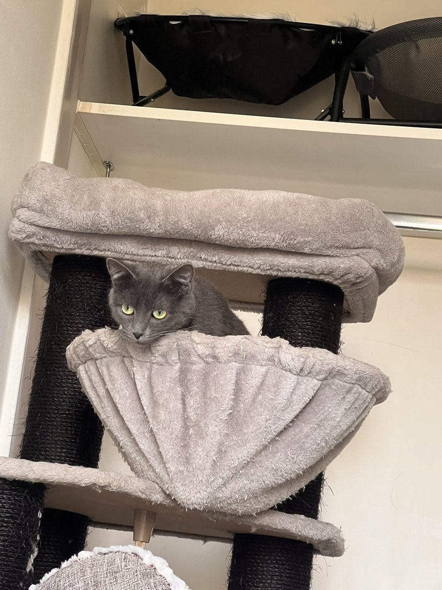 Bon dimanche les chamis ! 

Bisounez de Selenia la timide🙈