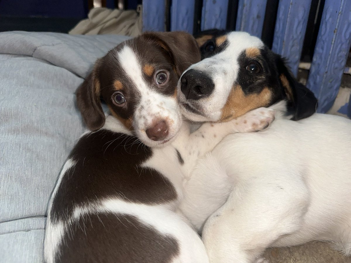 Z_Solves_It's tweet image. Stacy and Stud relaxing
#dog #cute #puppylove #doge