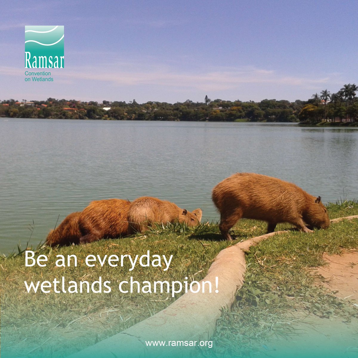 Did you know -- We must act now. Together. Take action to support wetlands every day? Here’s how you can be a wetlands champion:

🔹 Inspire action for healthy wetlands.
🔹 Advocate for wetland protection in policies.
🔹 Raise awareness and promote nature-based solutions.