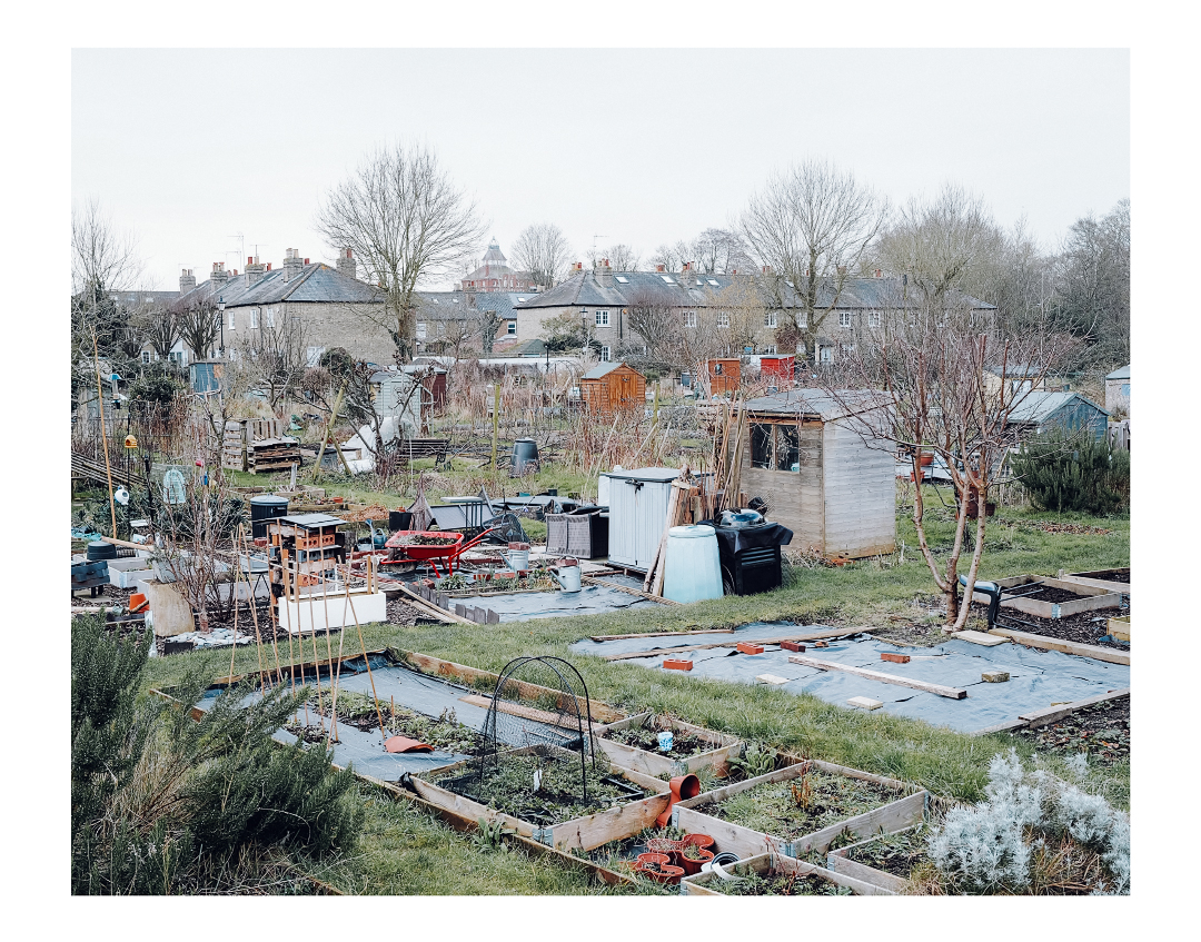 Local Allotment